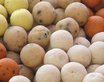 Boilies