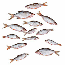 Aasvis assortiment voor roofvis