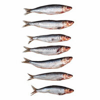 Prebaits Sardines Klein - Vacu&uuml;m verpakt