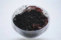 Regenwormen 18-20 stuks in doosje