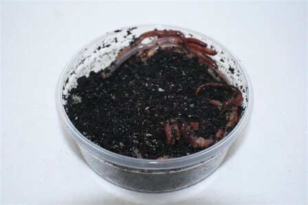 Regenwormen 18-20 stuks in doosje