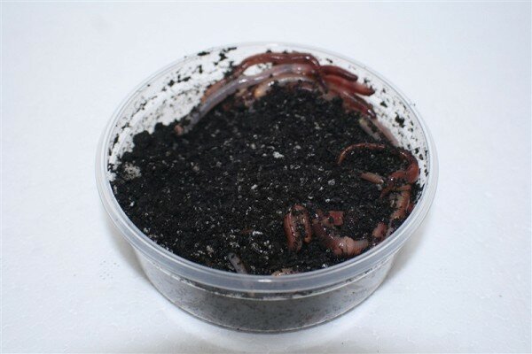 Regenwormen 18-20 stuks in doosje