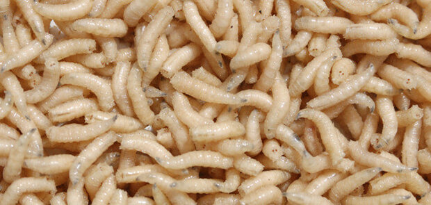 Maden in Madendoos Klein 7cm / 1 portie