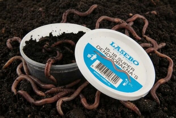 Regenwormen (super dendro's) 18-20 Stuks