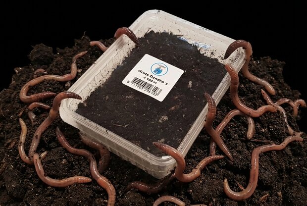 Regenwormen 100 stuks in bamibak